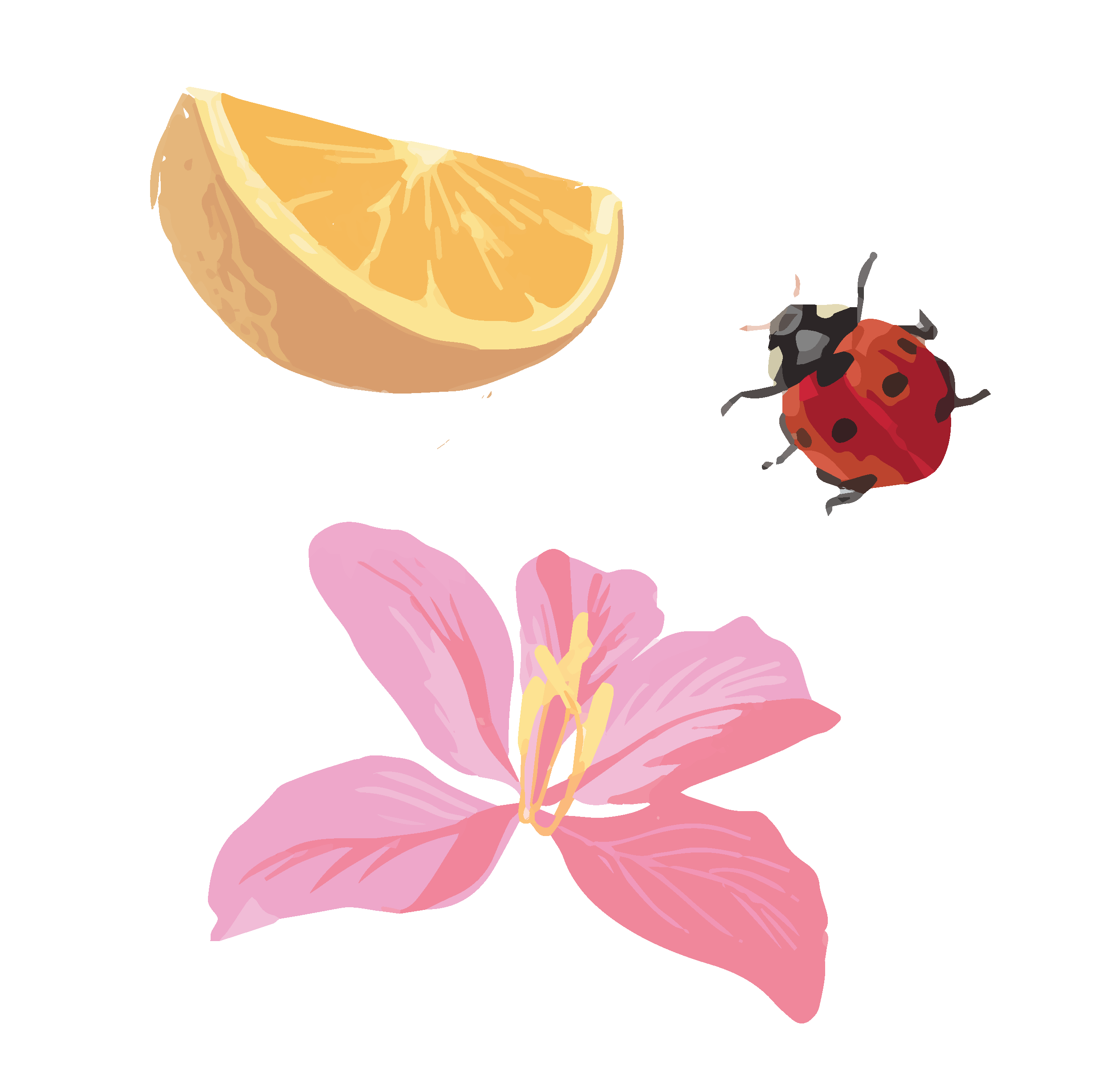 Detailed illustrations of an orchid, orange slice, and ladybug
